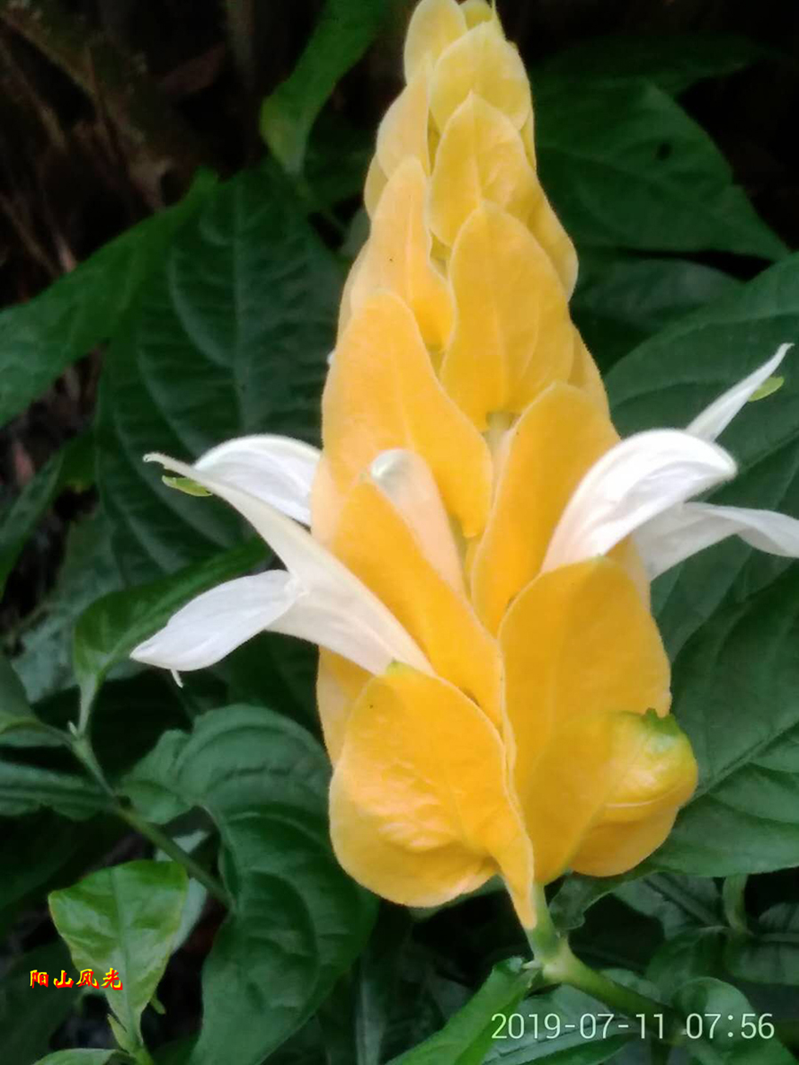 һҳ