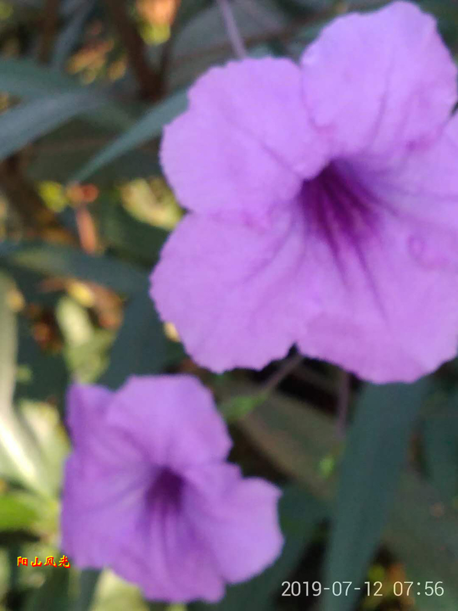 ض
