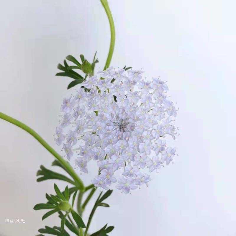 һֻ