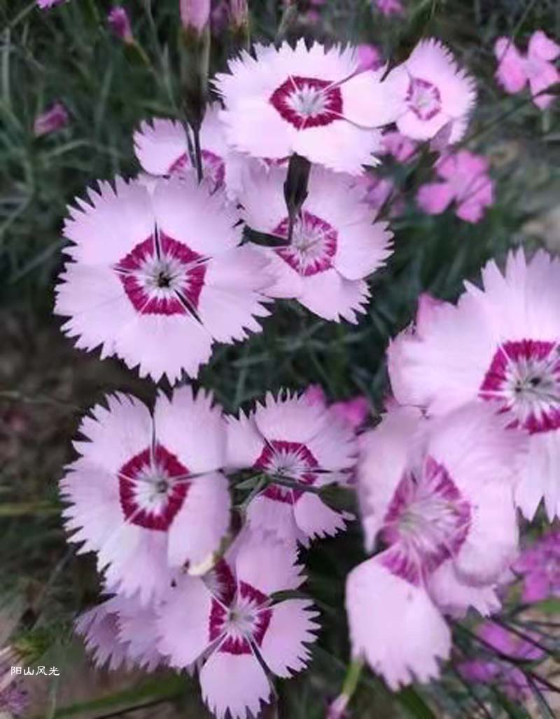 һֻ