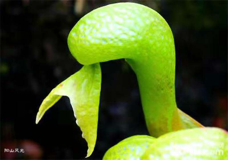 һֻ