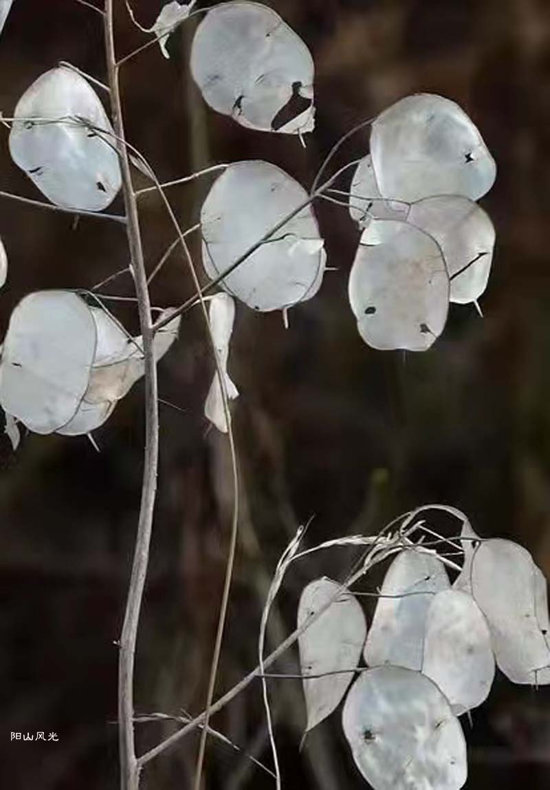 һֻ