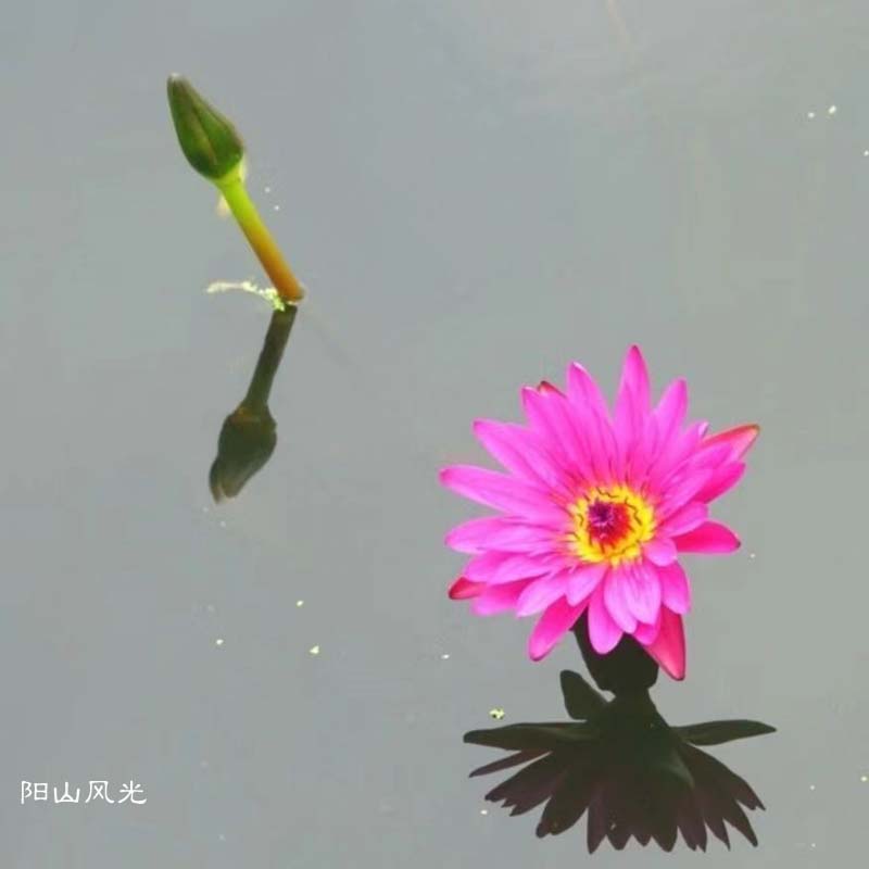 һֻ