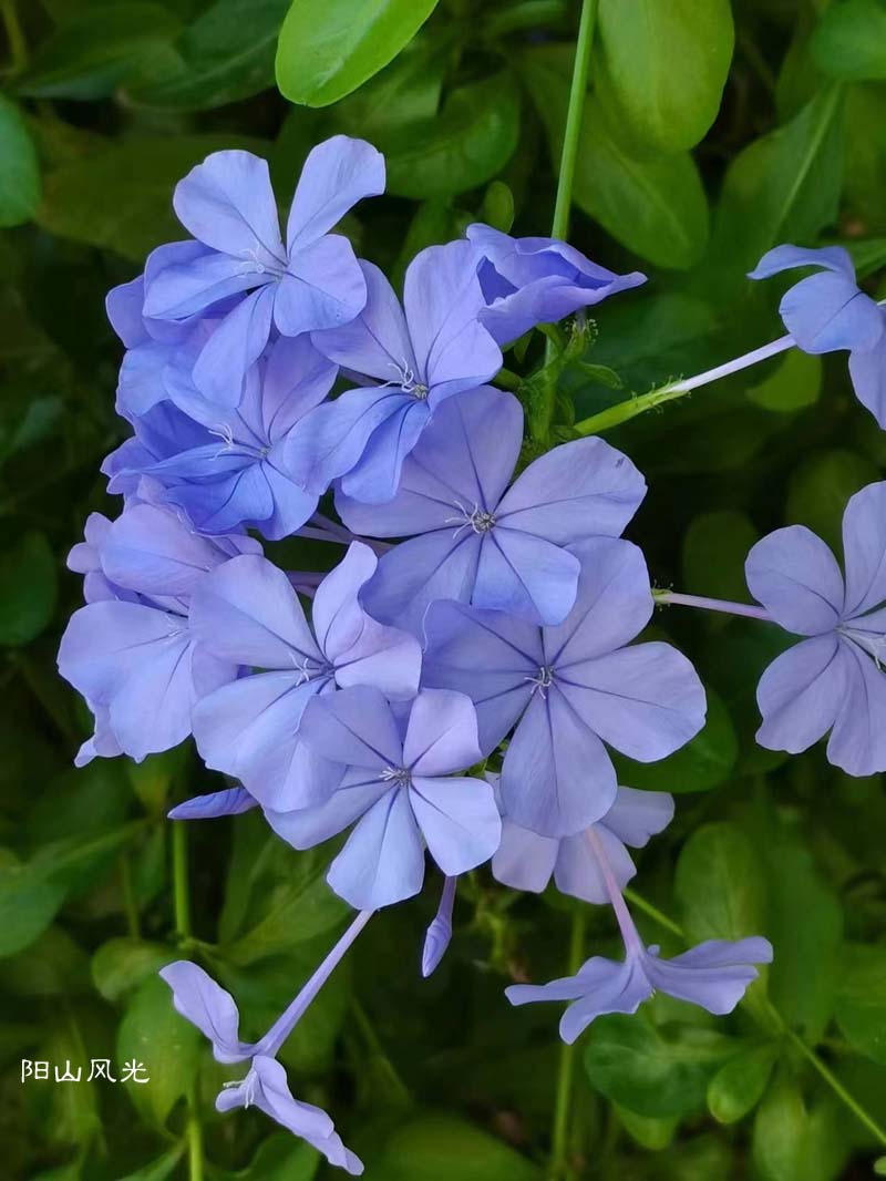 һֻ