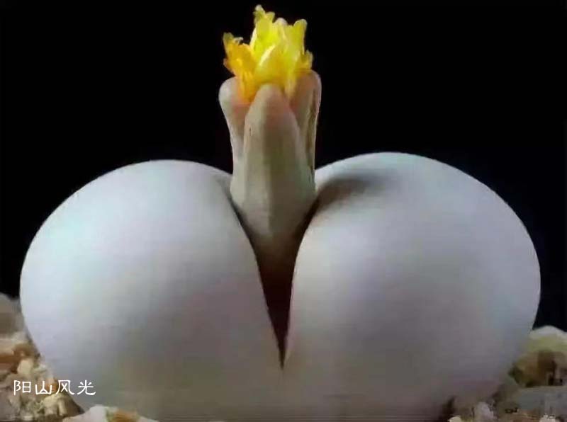 һֻ