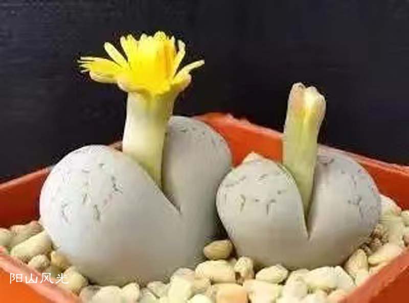 һֻ