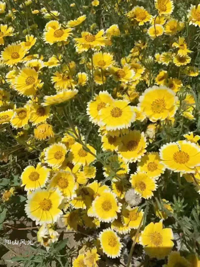 һֻ