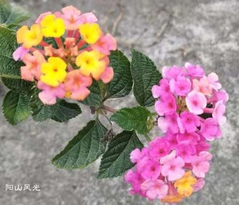 һֻ