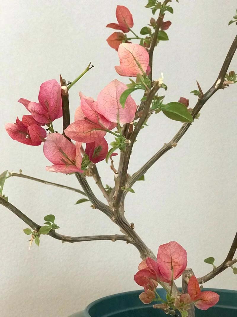 һֻ