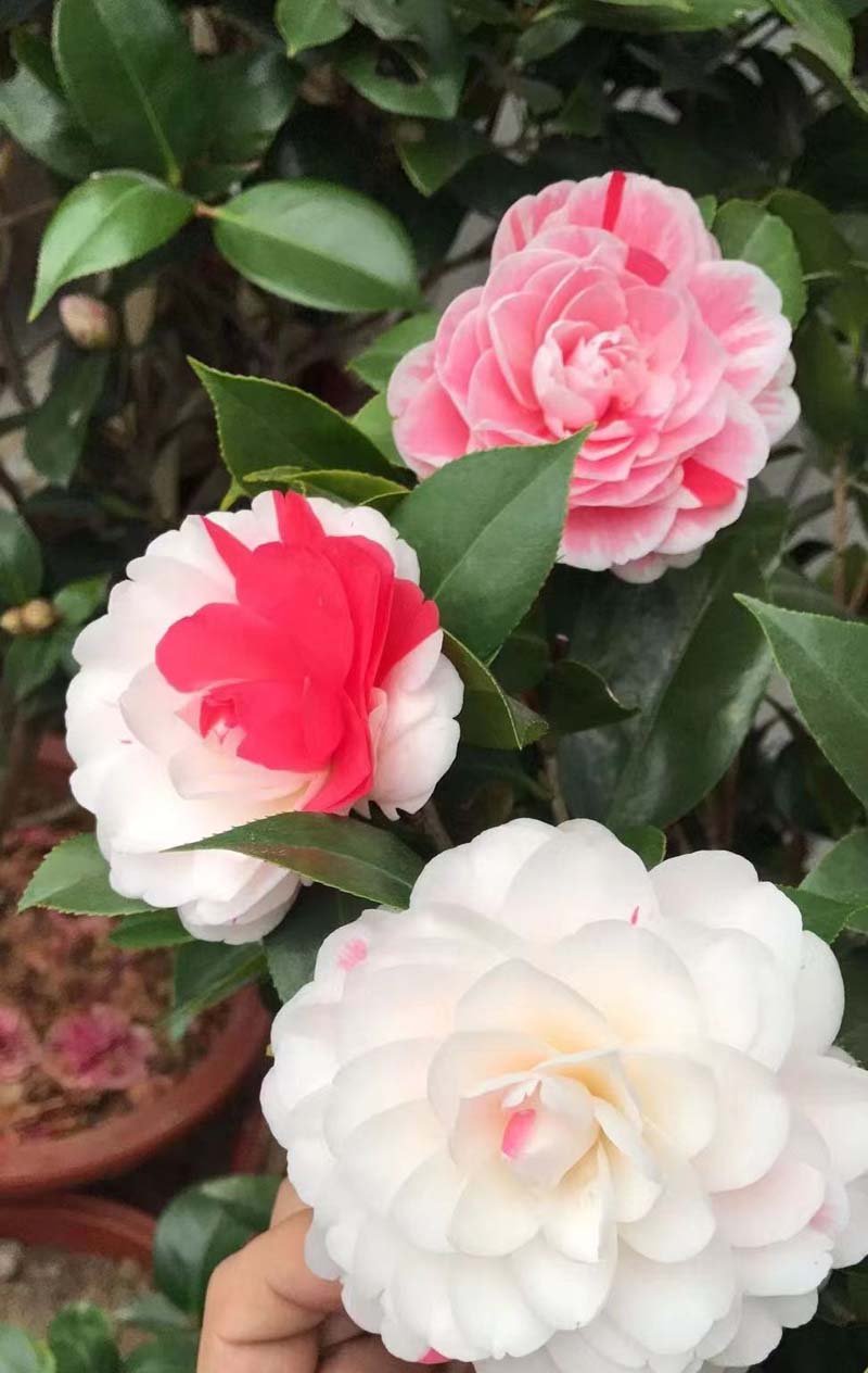 һֻ