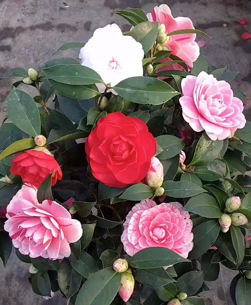 һֻ