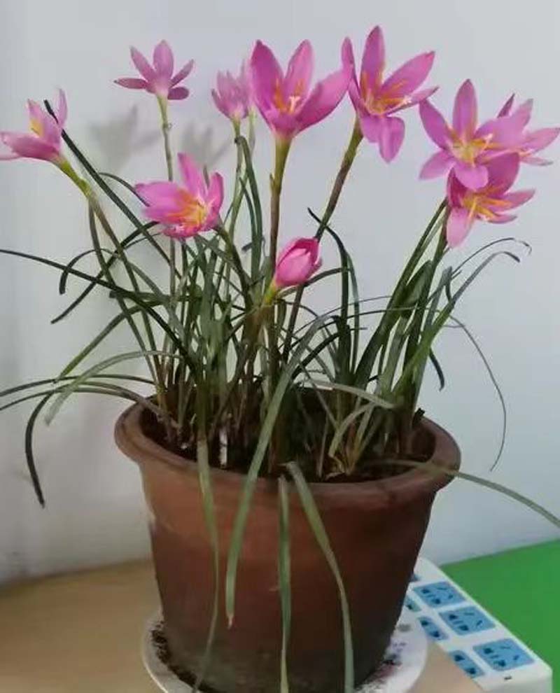 һֻ