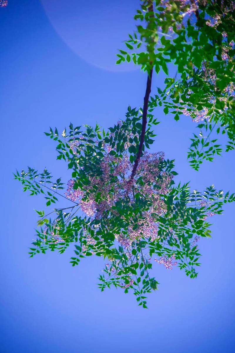 һֻ