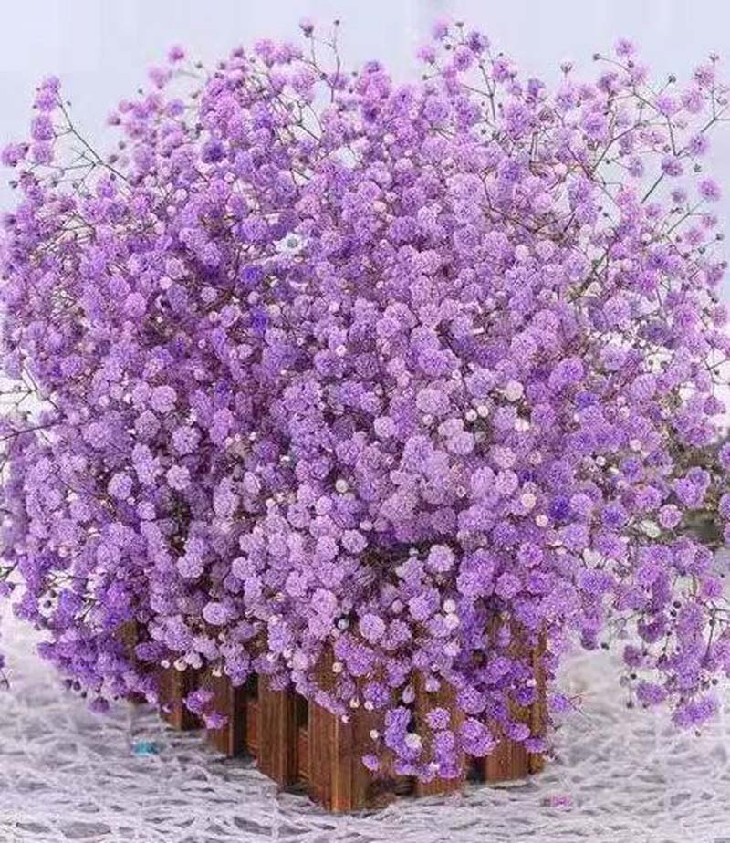 һֻ