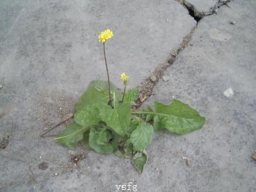 ��һҳ