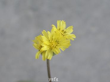 ��һҳ