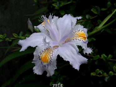 ��һҳ