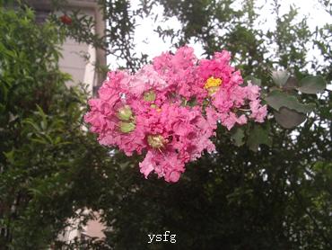 ��һҳ