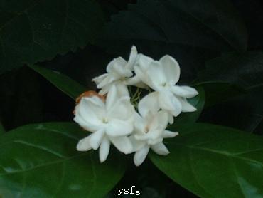��һҳ