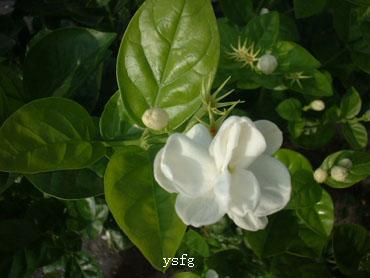 ��һҳ