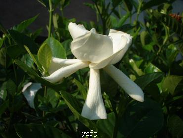 ��һҳ