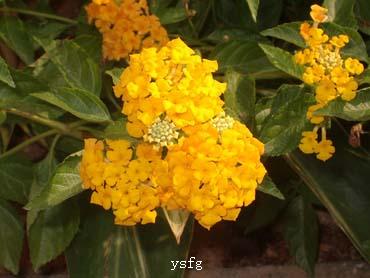 ��һҳ