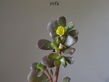 ��һҳ
