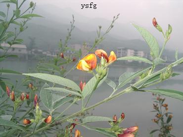 ��һҳ