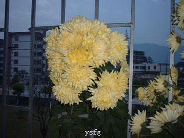 ��һҳ